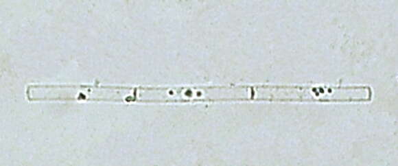 Plancia ëd Leptocylindrales