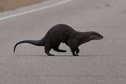 Image of Otter sp.