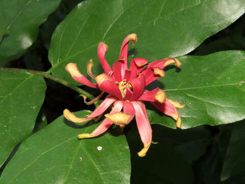 Image of western sweetshrub