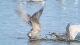 Image de Larus glaucoides kumlieni Brewster 1883