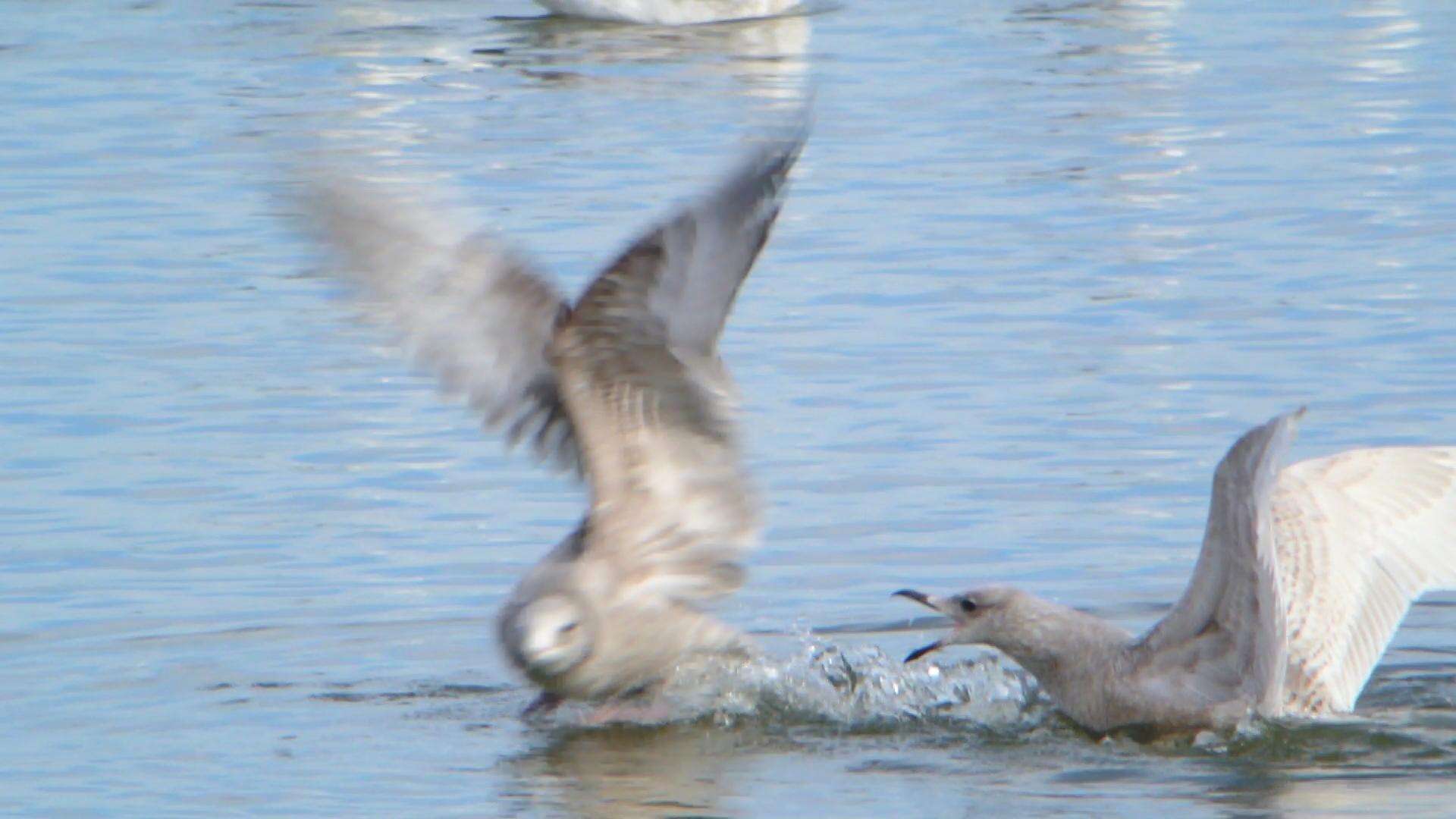 Image de Larus glaucoides kumlieni Brewster 1883