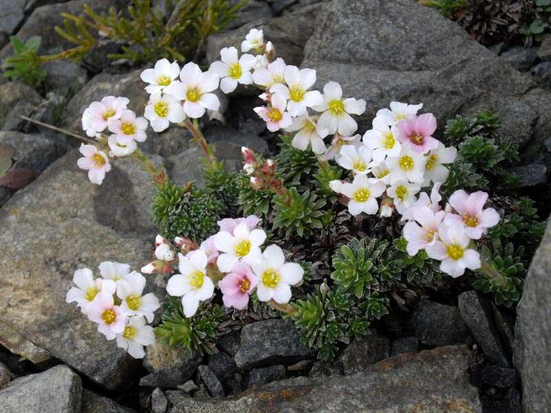 Sivun Saxifraga marginata Sternb. kuva