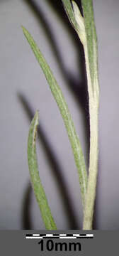 Image of Immortelle