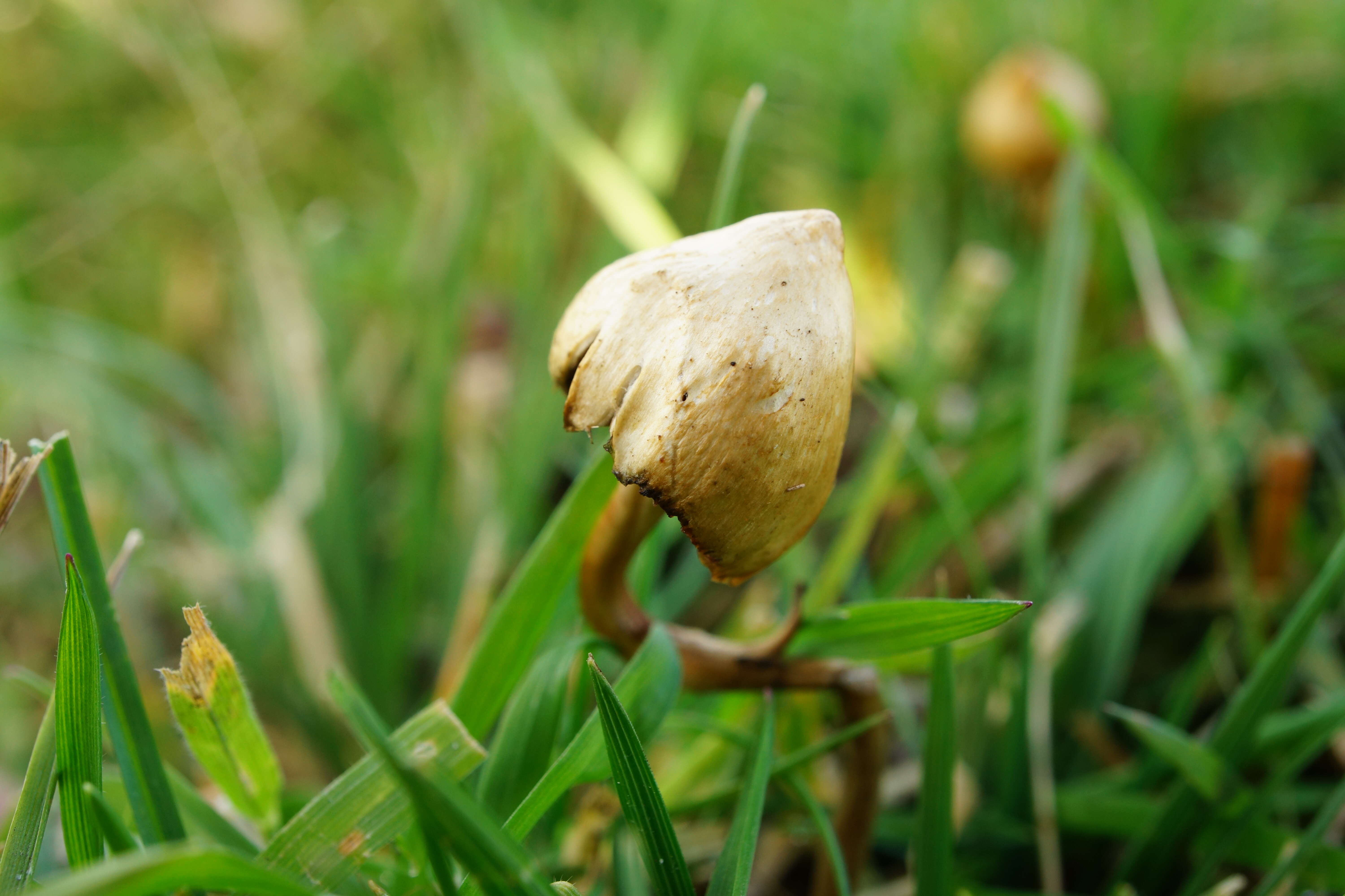 Plancia ëd Psilocybe semilanceata (Fr.) P. Kumm. 1871