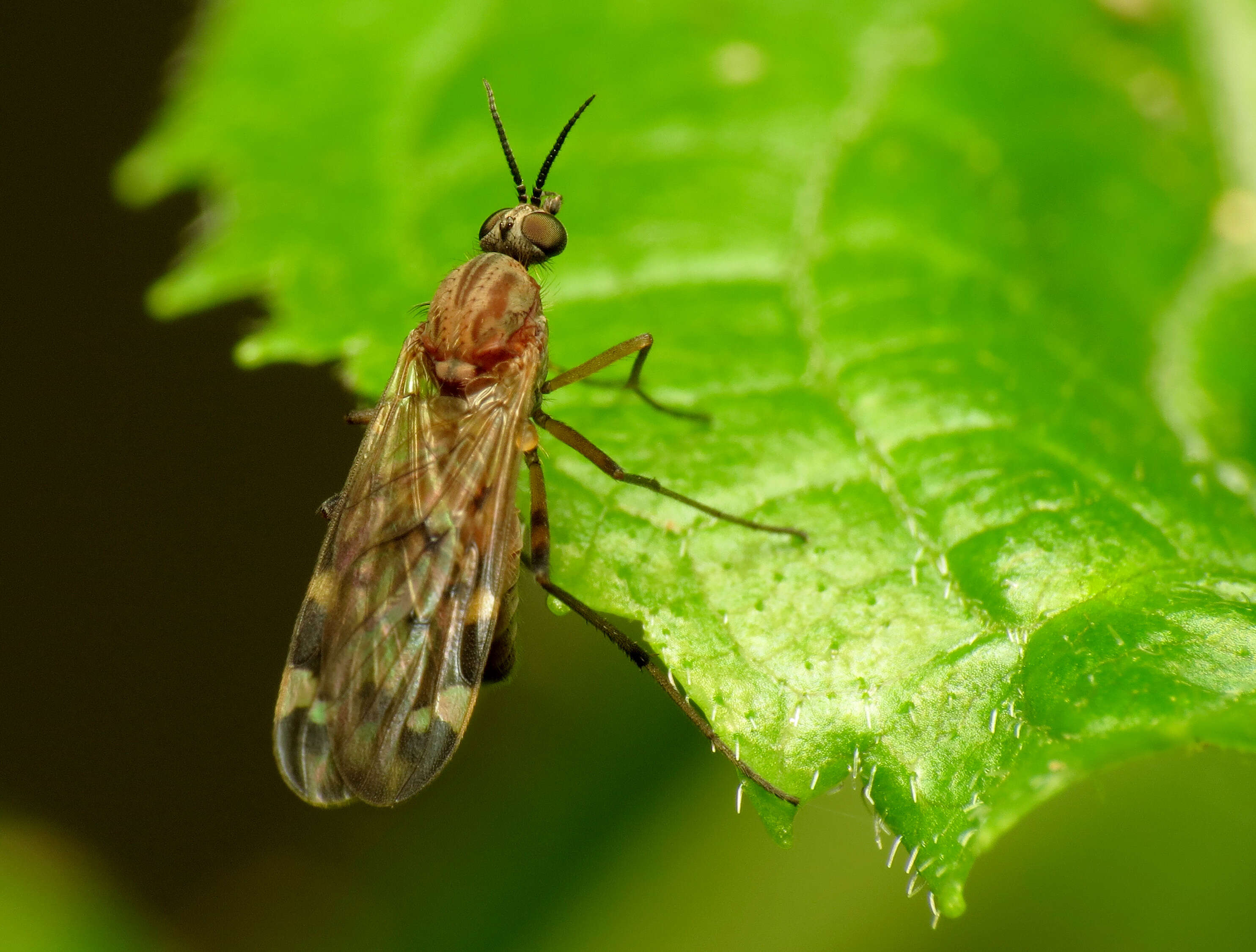 Image of Sylvicola alternatus (Say 1823)