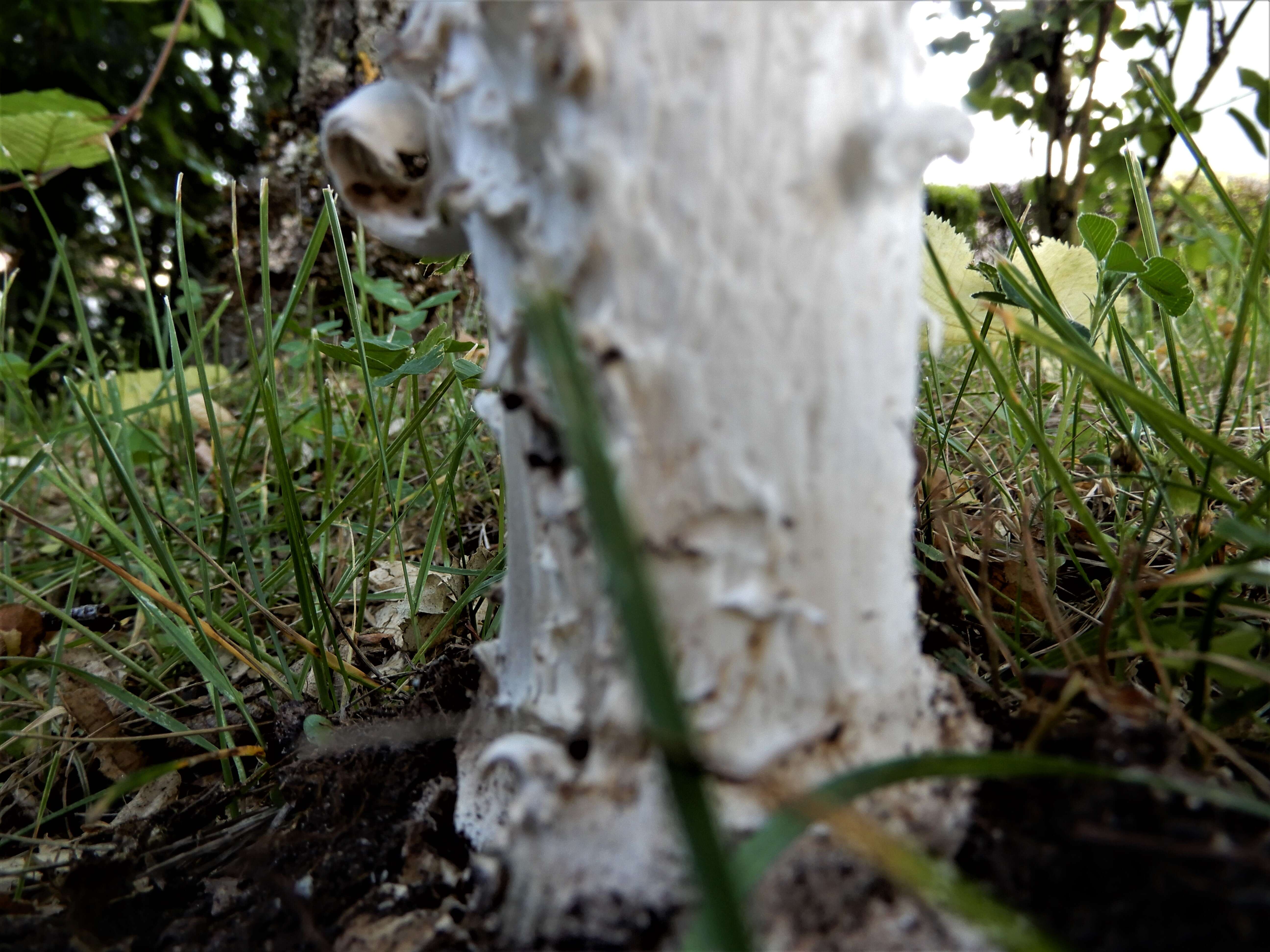 Image of Amanita strobiliformis (Paulet ex Vittad.) Bertill. 1866