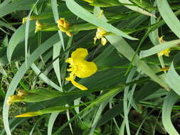 Image of yellow flag, yellow iris