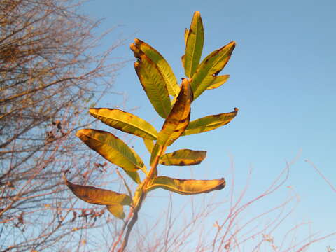 Image of purple willow