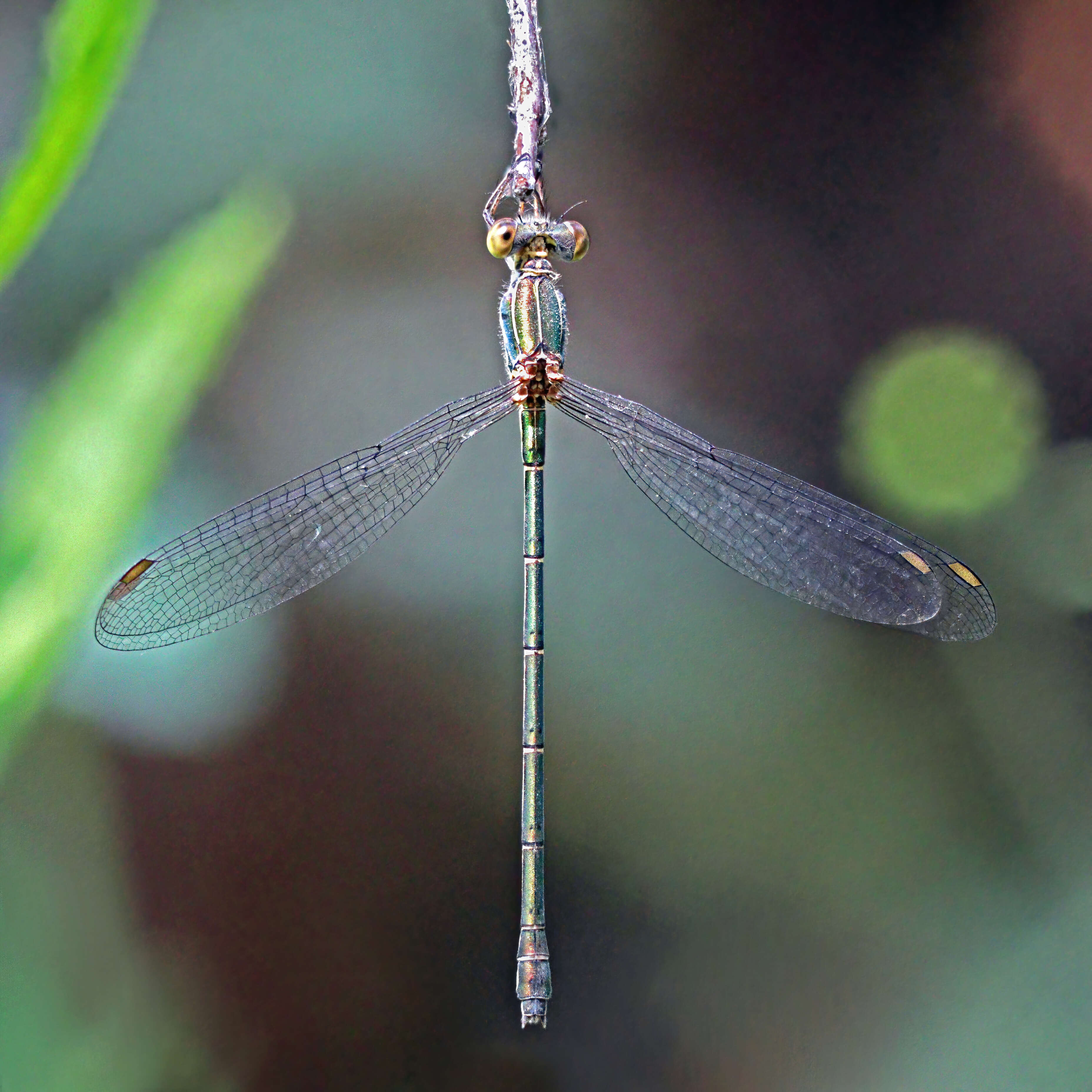 Image of Eastern Willow Spreadwing