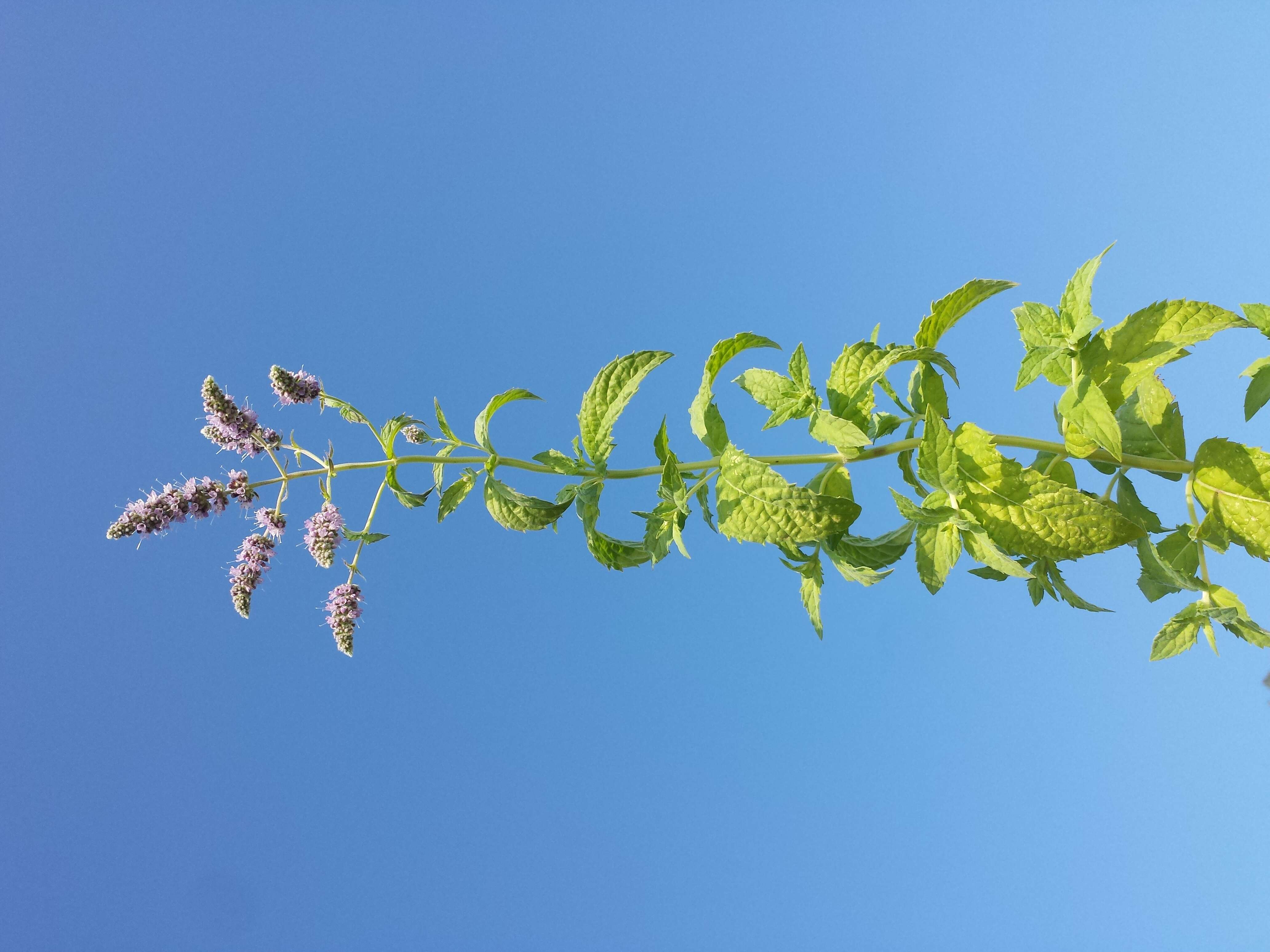 Image of Horse Mint