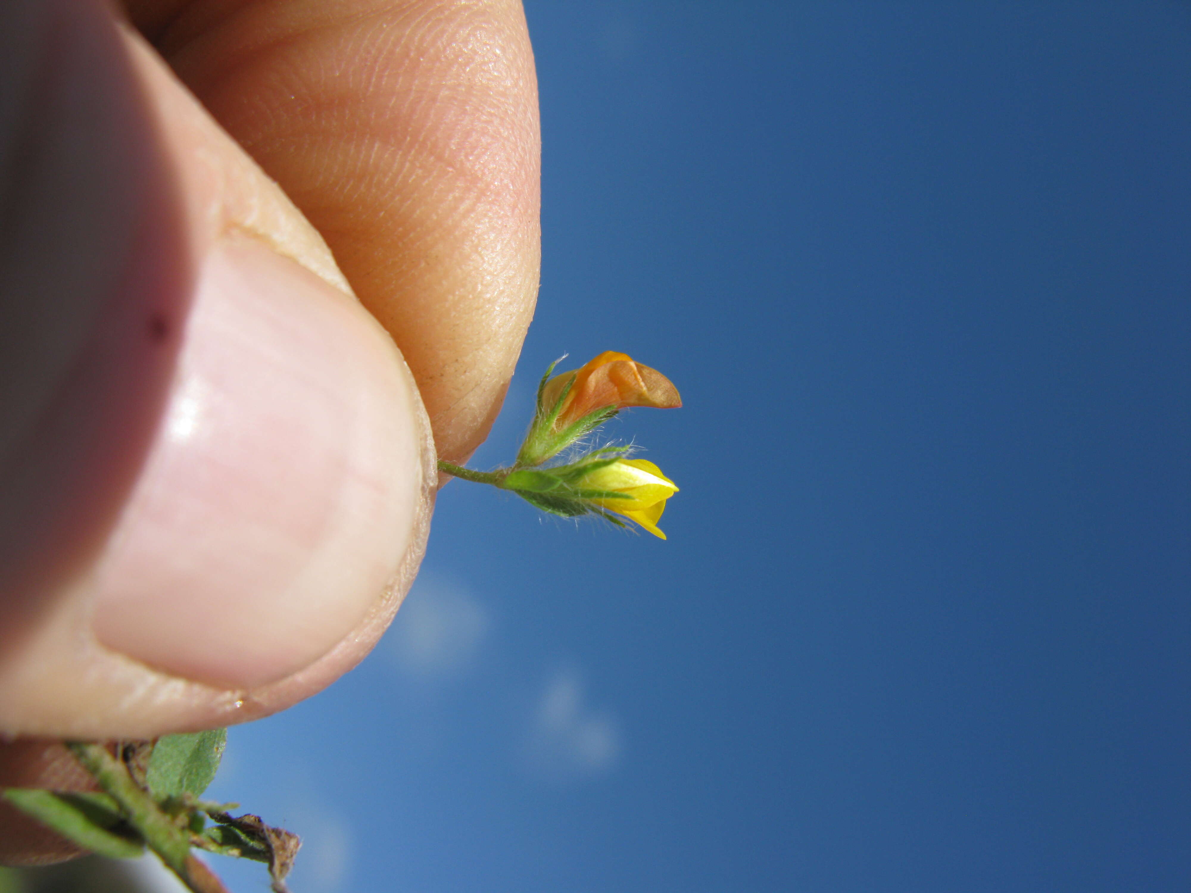 Image of hairy bird's-foot trefoil