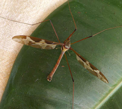 Image of Tipula (Acutipula) maxima Poda 1761