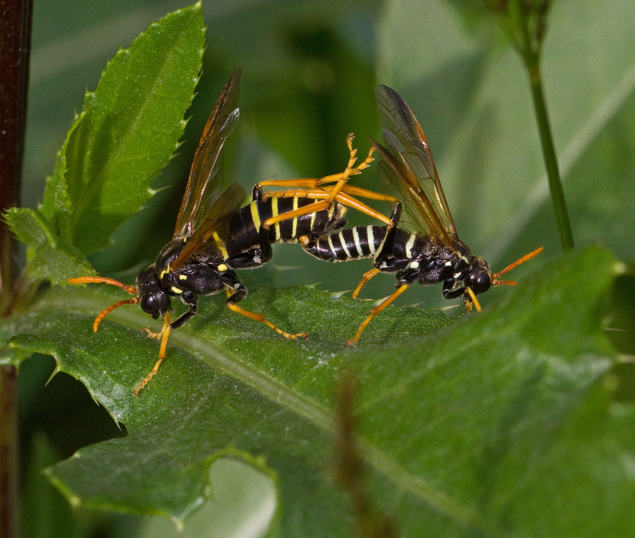 صورة <i>Tenthredo scrophulariae</i>