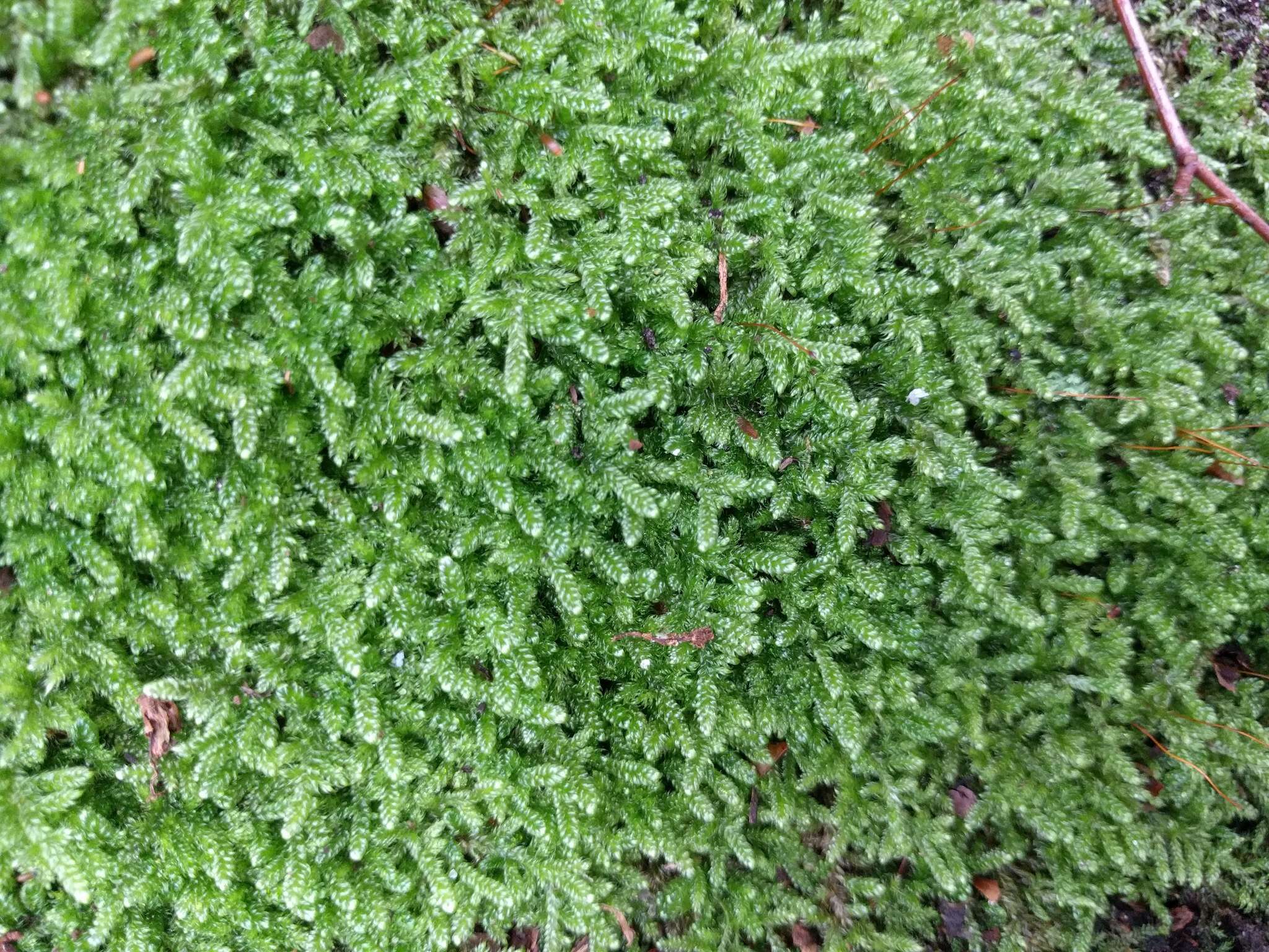 Image of hypnum moss