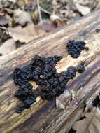 Image of Black Witches' Butter