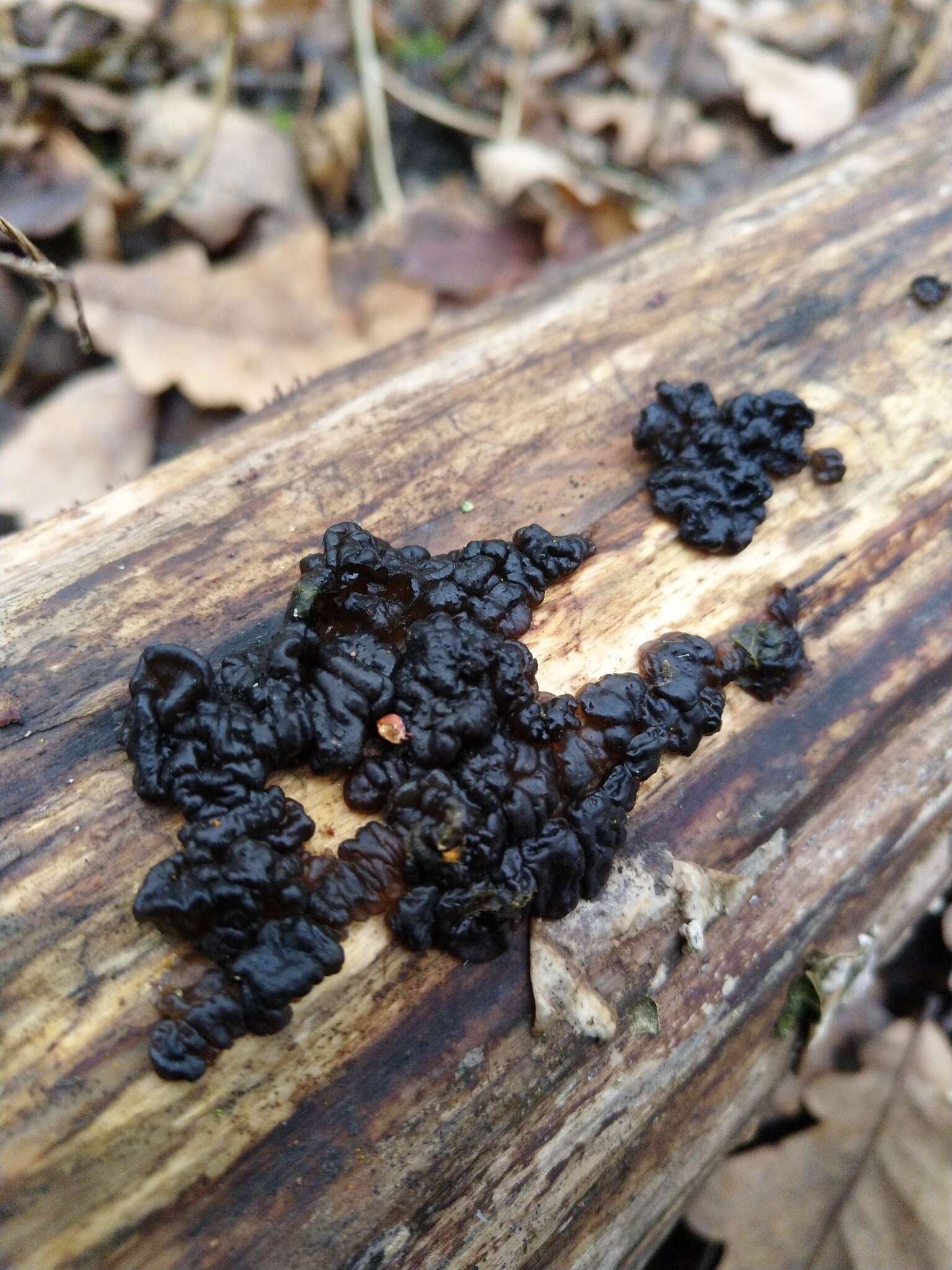 Image of Black Witches' Butter