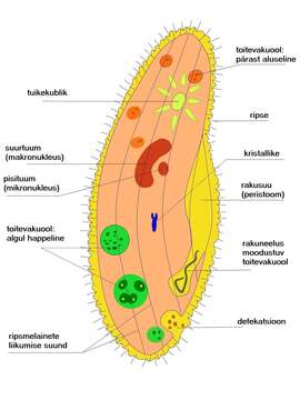 Image of slipper animalcule