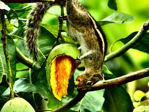 Image of Indian palm squirrel