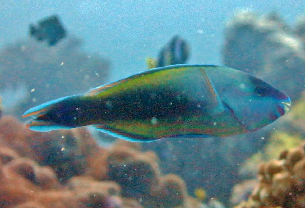 Image of Batavian Parrotfish