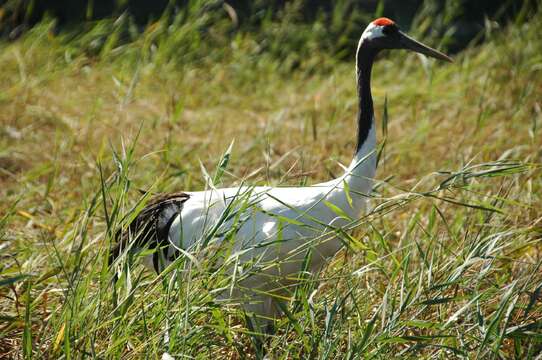 Image of Japanese Crane