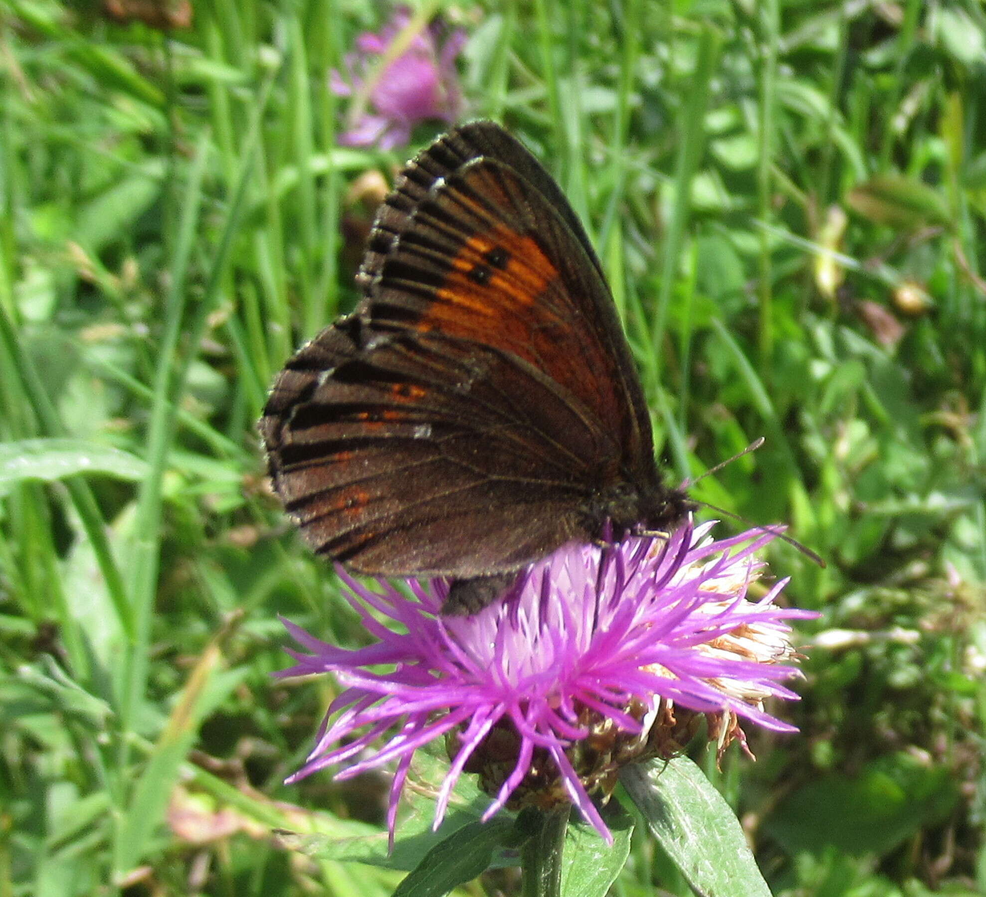 Image of Erebia euryale Esper 1777