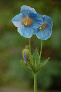 Image of Meconopsis