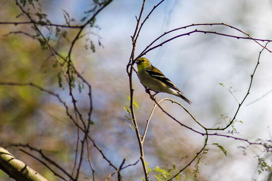 Image of American Goldfinch