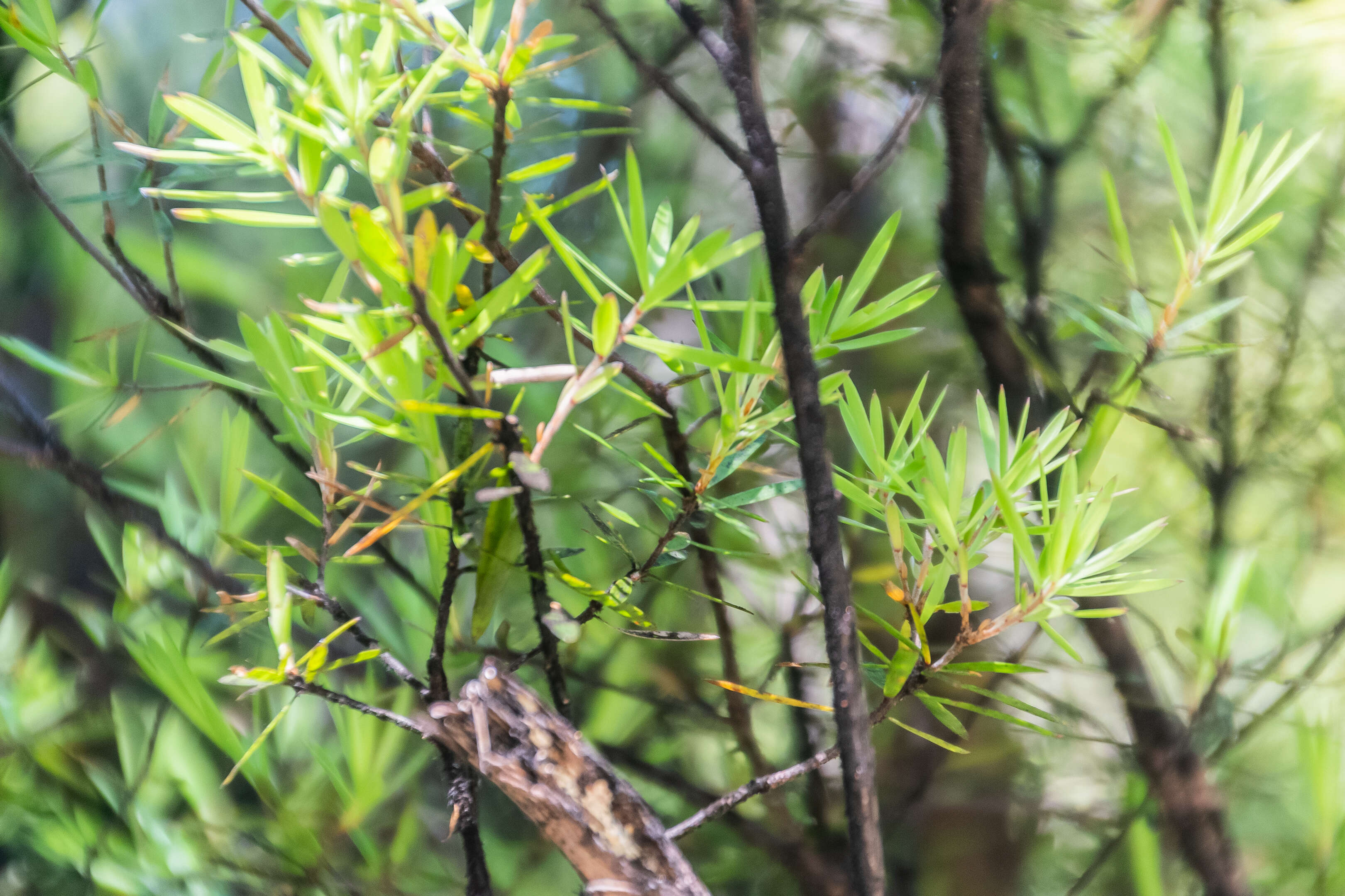 Image of Leucopogon fasciculatus