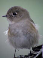 Image of Orange-flanked Bush-Robin