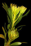 Image of Featherbush