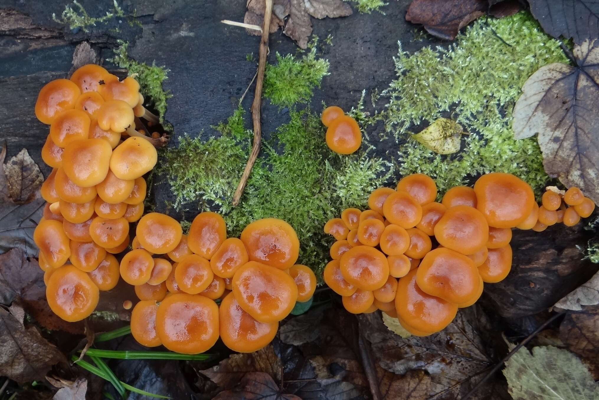 Plancia ëd Flammulina velutipes (Curtis) Singer 1951