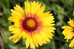 Image of Common perennial gaillardia