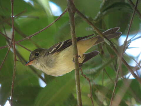 Image of Yellow-margined Flycatcher