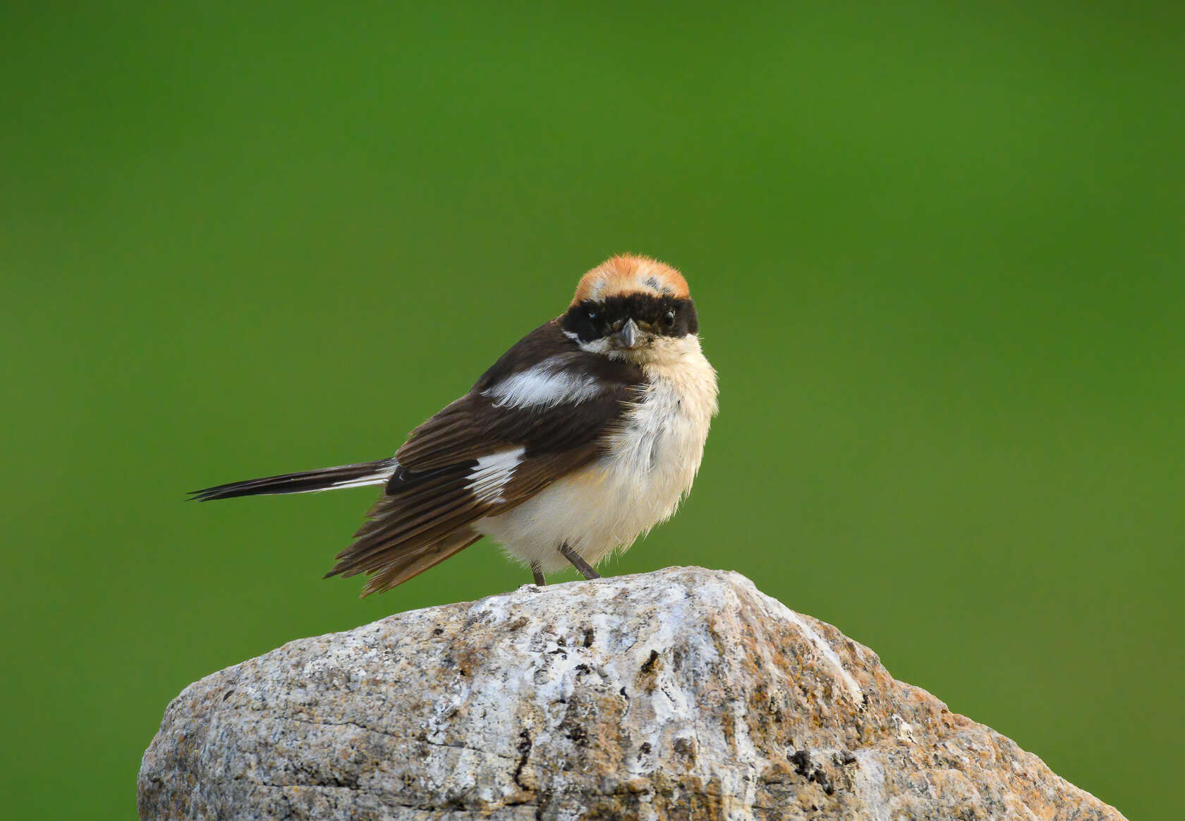 Image of Woodchat Shrike