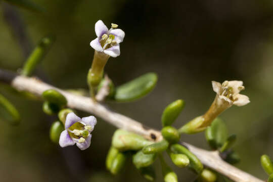 Image of California desert-thorn