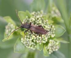 Image of Brown spruce longhorn beetle