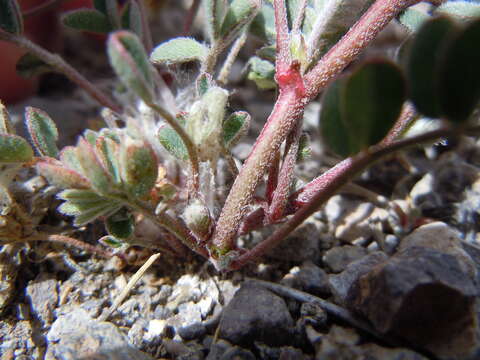 Image of Lemhi milkvetch