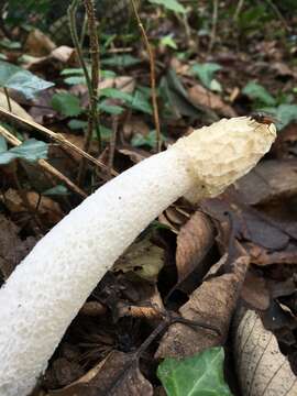 Image of Stinkhorn