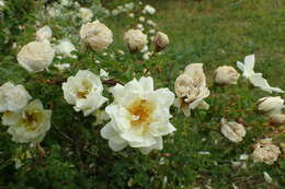 Image of Rosa hemisphaerica J. Herrm.