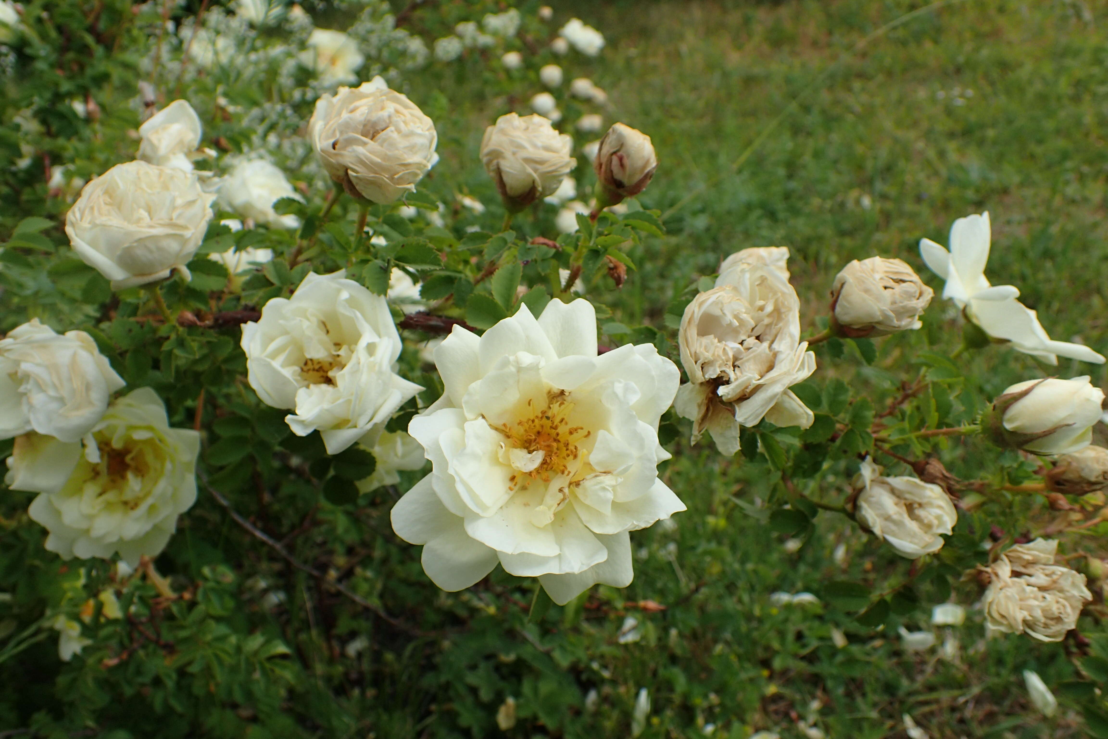 Image of Rosa hemisphaerica J. Herrm.