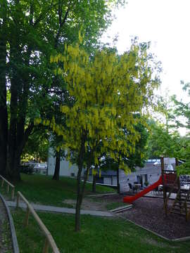 Image of Waterer's Laburnum