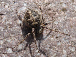 Image of Gray Cross Spider