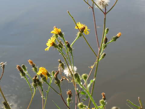 Image of hawkweed oxtongue