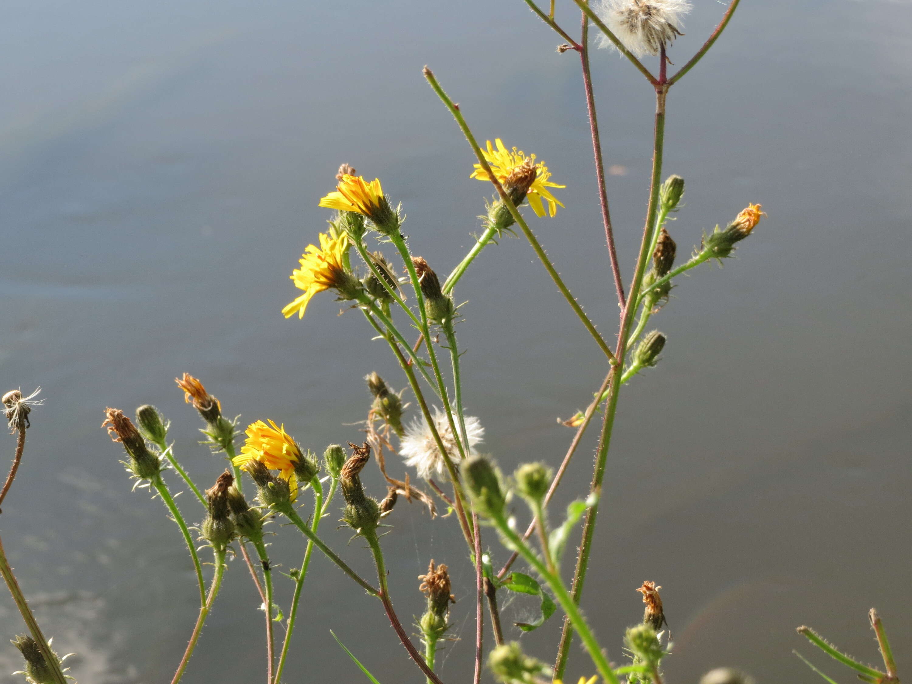 Picris hieracioides L. resmi