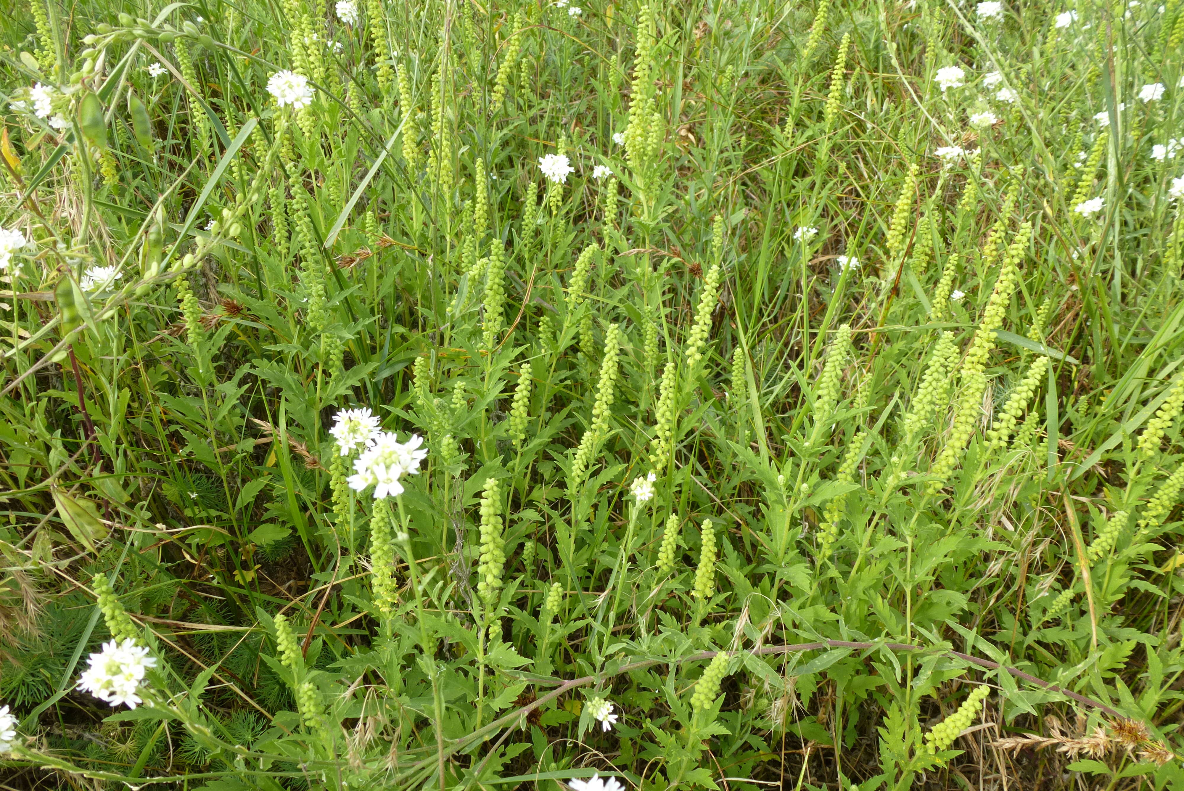 Image of Cuman ragweed