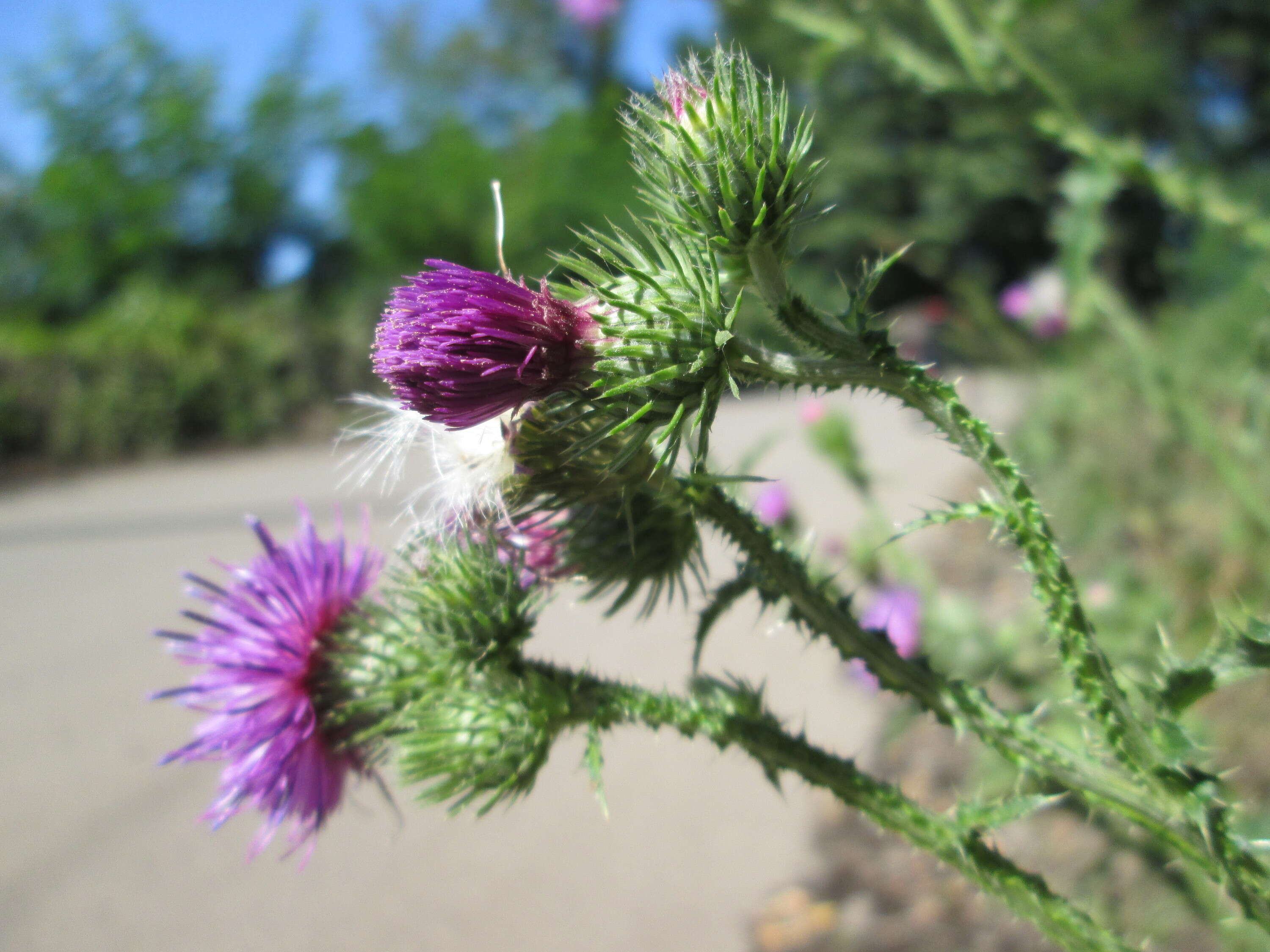 Слика од Carduus acanthoides L.