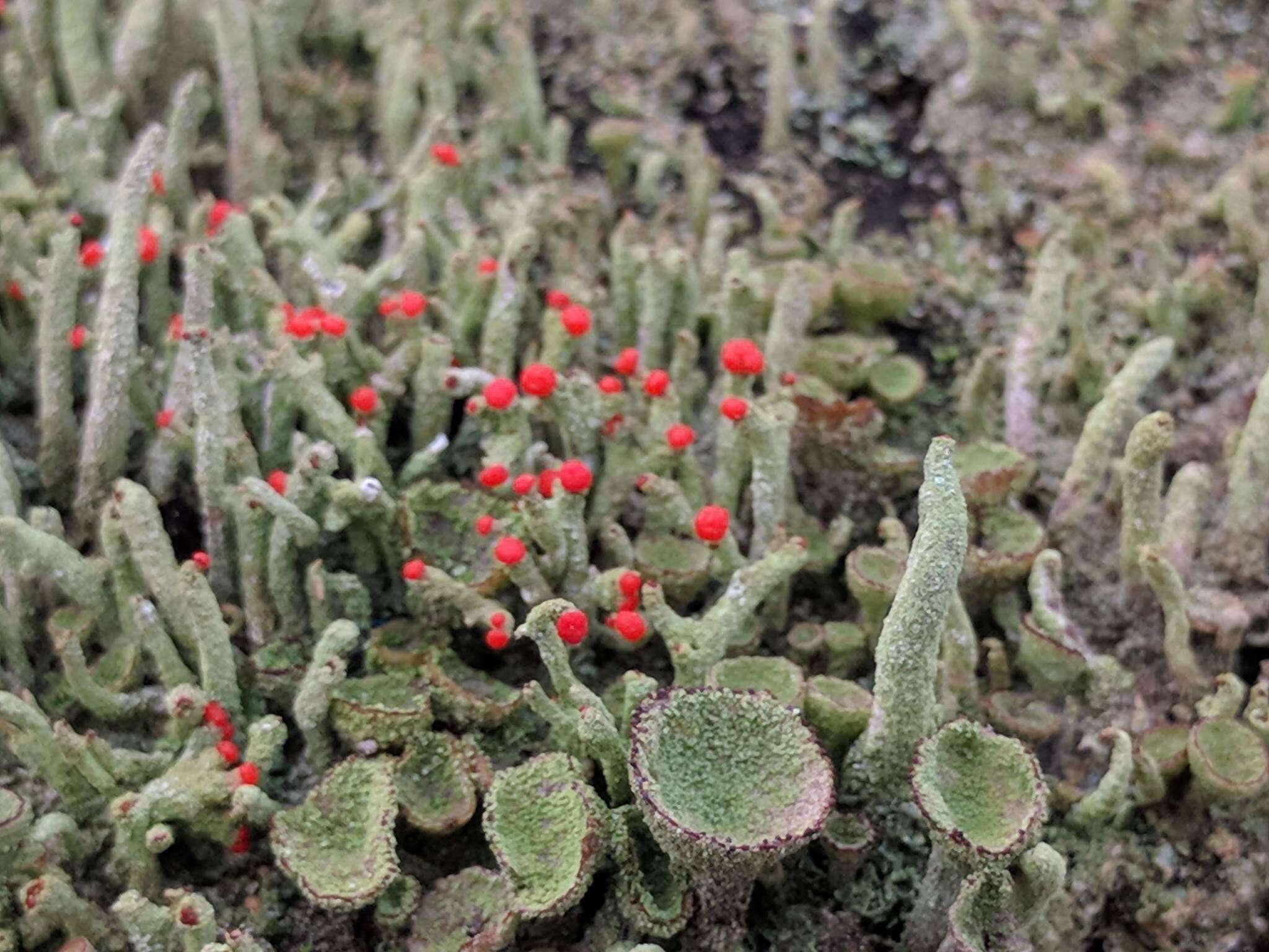 Image of Cladonia macilenta