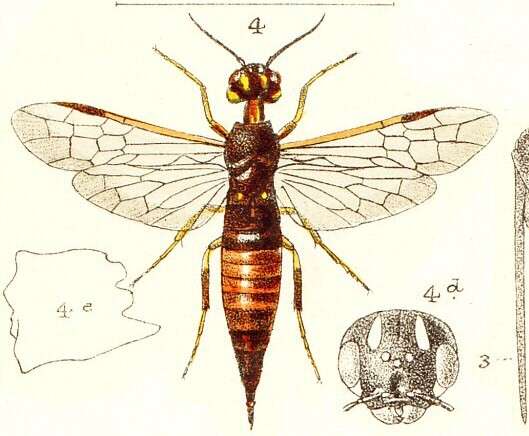 Image of xiphydriid wood wasps