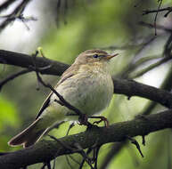 Image of Common Chiffchaff