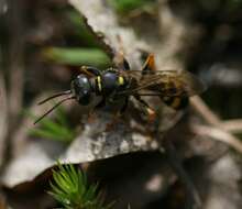 Image of Mellinus arvensis (Linnaeus 1758)